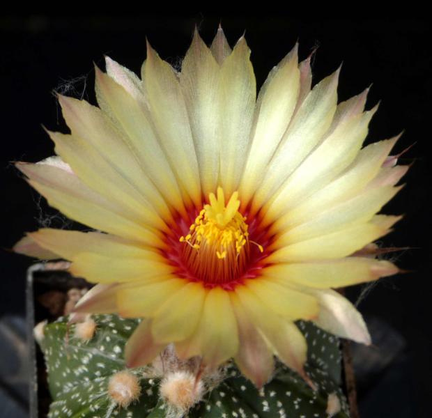 Fatherplant with flower